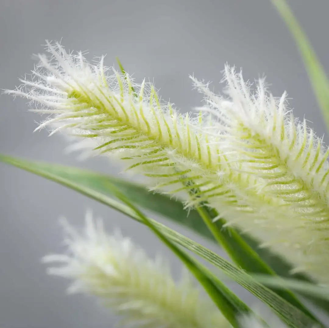 Fuzzy Fox Tail Grass Bush